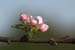 _DGR7438-01